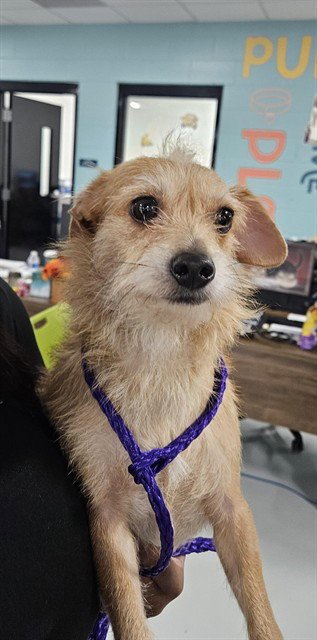 A081333 - Yorkshire Terrier Yorkie available for adoption