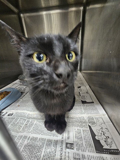 A081047 - Domestic Short Hair available for adoption
