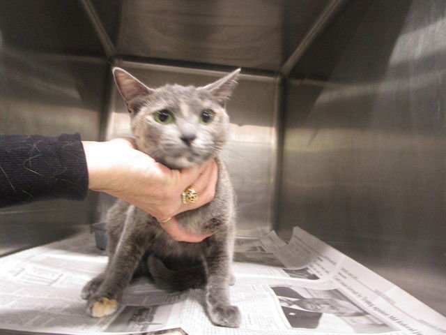 HISSY FIT - Domestic Short Hair available for adoption