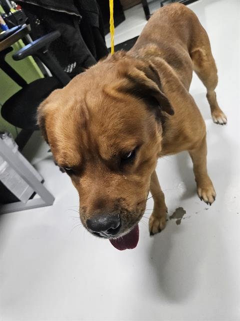 BUZZ - Rhodesian Ridgeback available for adoption