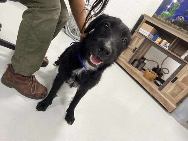 WENDY - Schnauzer available for adoption