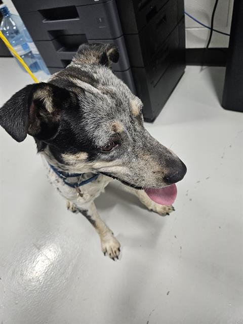 ROCKO - Australian Shepherd available for adoption