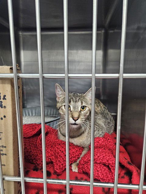 M&M - Domestic Short Hair available for adoption