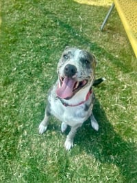 MAVERICK - Photo 1