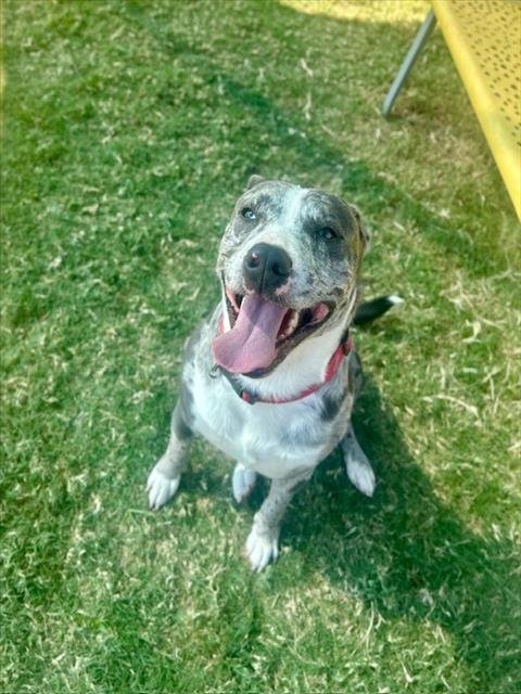 MAVERICK - Australian Cattle Dog/Blue Heeler / Pit Bull Terrier available for adoption