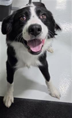 A080969 - Border Collie available for adoption