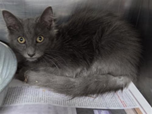 A080582 - Domestic Short Hair available for adoption