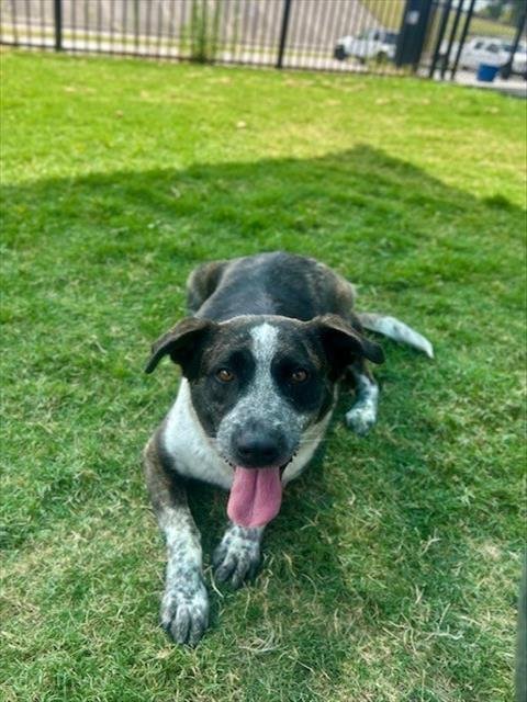 LIZZY - German Shepherd Dog / Australian Cattle Dog/Blue Heeler available for adoption