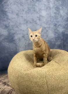 NILO - Domestic Long Hair available for adoption