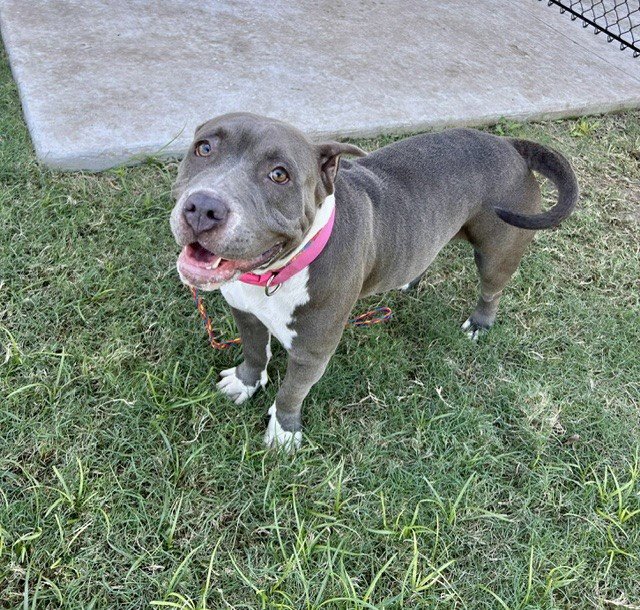 BELLA Image