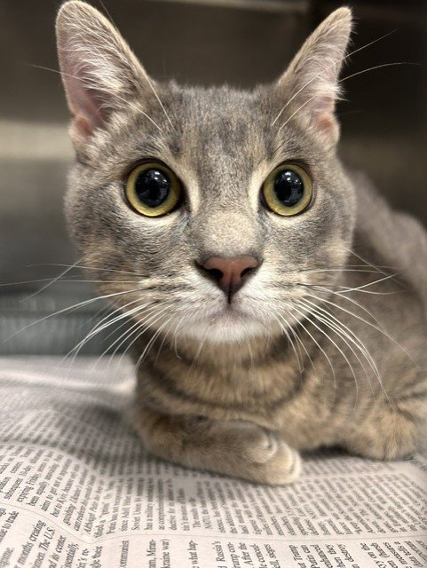 NUGGET - Domestic Short Hair available for adoption
