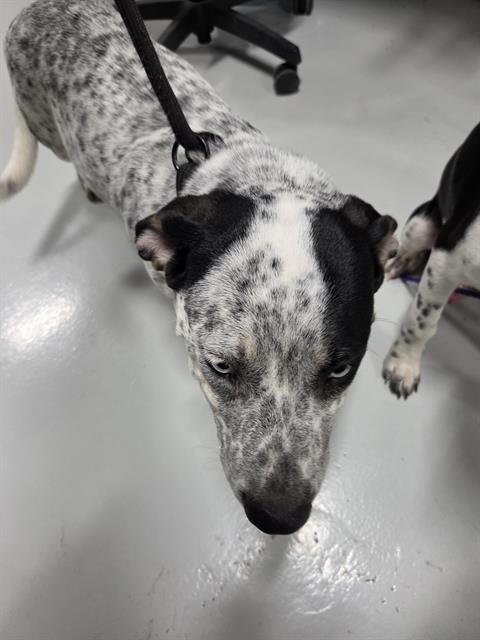 A080574 - Australian Cattle Dog/Blue Heeler available for adoption