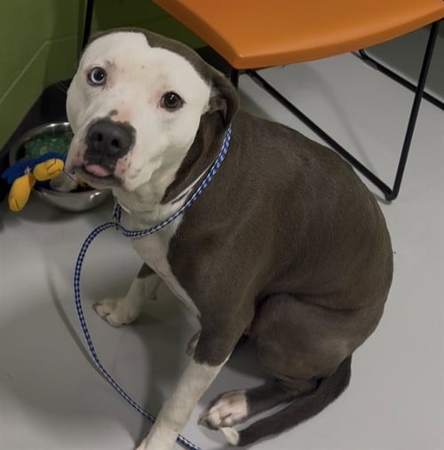 A078747 - Pit Bull Terrier available for adoption