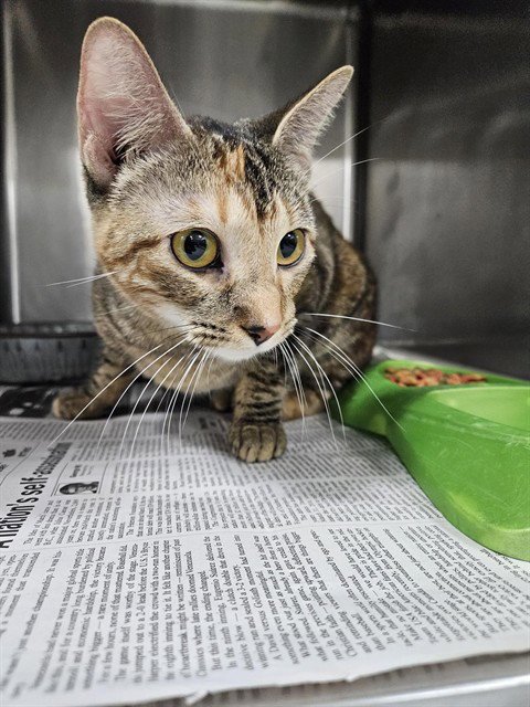 HONEY - Domestic Short Hair available for adoption