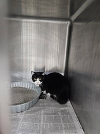 OREO - Photo 1