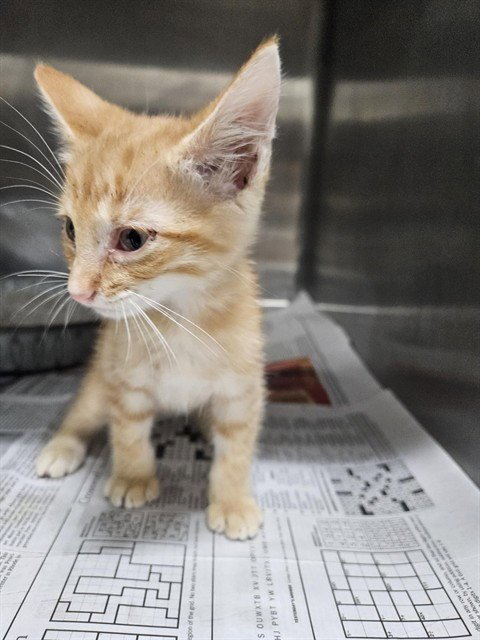 A081055 - Domestic Short Hair available for adoption