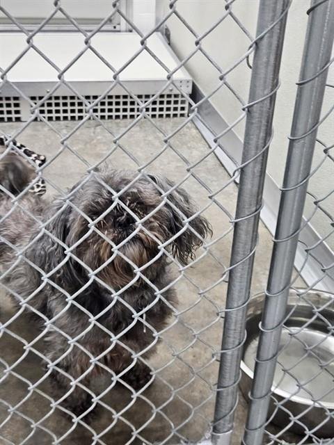 A081009 - Shih Tzu available for adoption