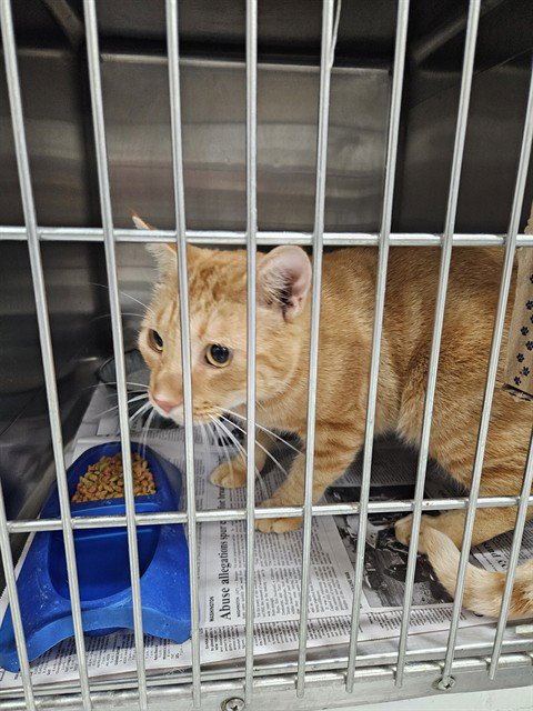 A081118 - Domestic Short Hair available for adoption