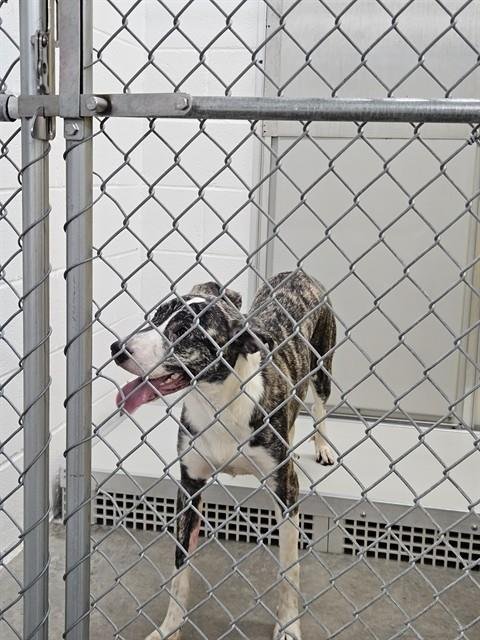 A080816 - Catahoula Leopard Dog available for adoption