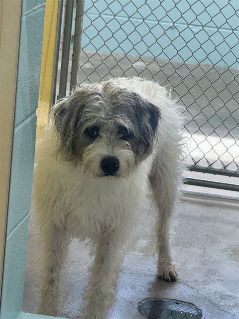 JAX - Catahoula Leopard Dog / Border Terrier available for adoption