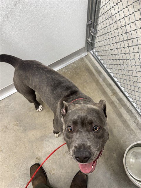 A078814 - Pit Bull Terrier available for adoption