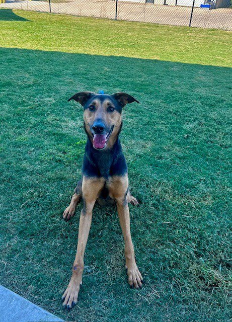 GOODLOE - German Shepherd Dog / Doberman Pinscher available for adoption