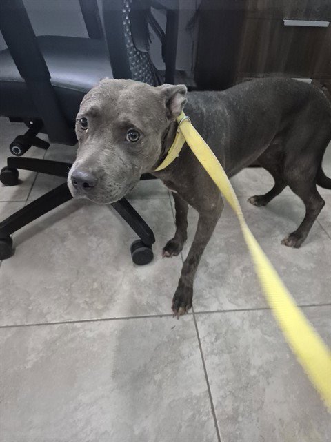 A080418 - Pit Bull Terrier available for adoption