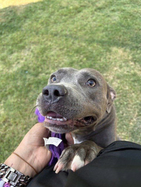 MISS FURBULOUS - Pit Bull Terrier available for adoption
