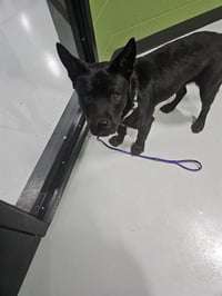 REGGIE - Photo 1