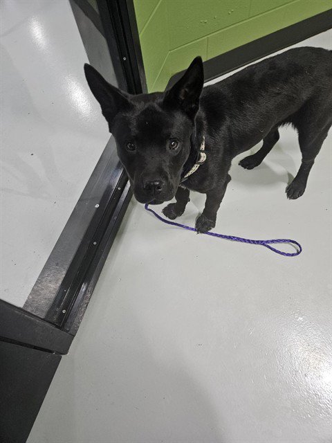 REGGIE - Pit Bull Terrier / Chow Chow available for adoption