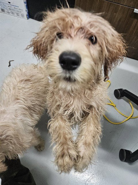 A080278 - Poodle (Standard) / Labrador Retriever available for adoption