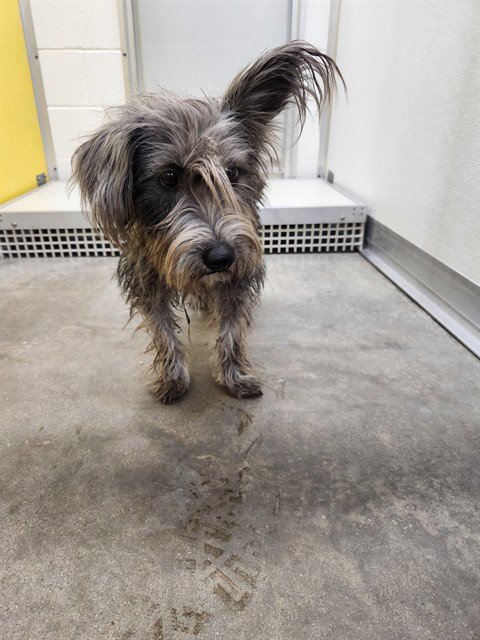 A081280 - Scottish Terrier Scottie available for adoption