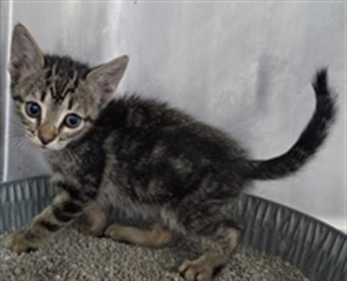 A081267 - Domestic Short Hair available for adoption