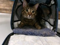 ATTICUS - Photo 1