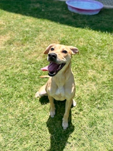 STELLA - Catahoula Leopard Dog available for adoption