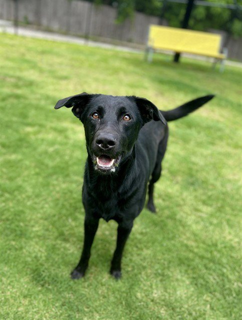BOONE - Labrador Retriever available for adoption