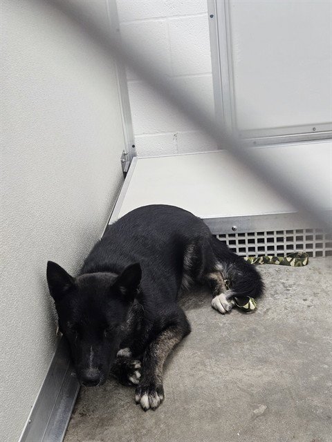 FLUTTERSHY - German Shepherd Dog / Australian Cattle Dog/Blue Heeler available for adoption