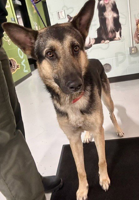 A080374 - German Shepherd Dog available for adoption