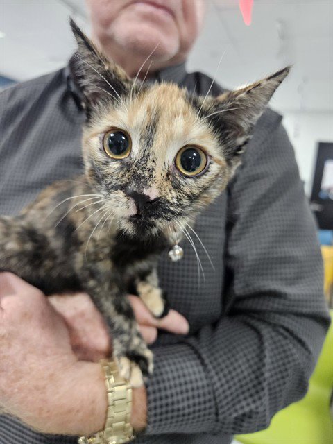 MADELINE - Domestic Short Hair available for adoption