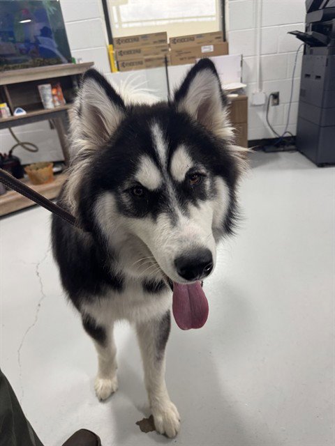 NICO - Siberian Husky available for adoption
