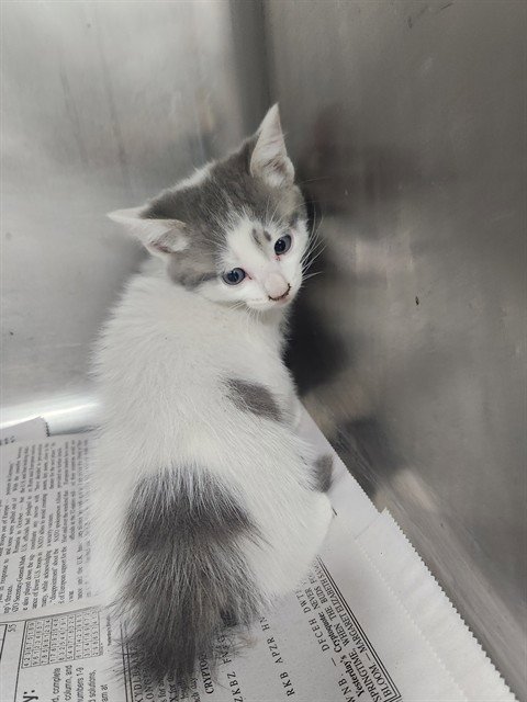 A081142 - Domestic Short Hair available for adoption