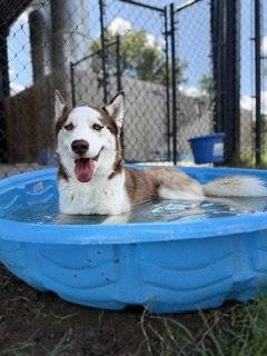 PUMPKIN SPICE - Siberian Husky available for adoption