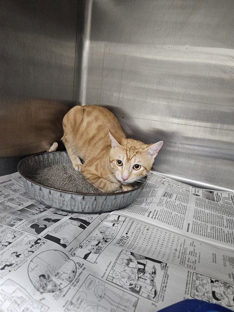 A081017 - Domestic Short Hair available for adoption