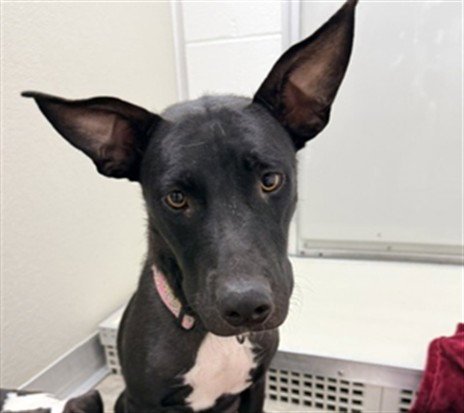 A080369 - Labrador Retriever / Pit Bull Terrier available for adoption