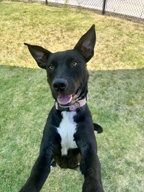BAILEY - Labrador Retriever / Pit Bull Terrier available for adoption