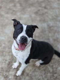 DIXIE - Photo 1