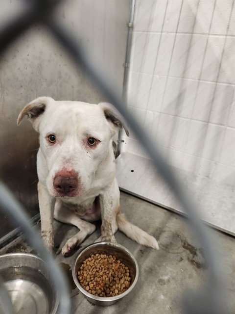 GIZMO - Labrador Retriever available for adoption