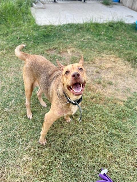 COCO - Labrador Retriever available for adoption