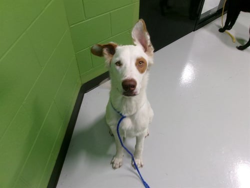 A080904 - Australian Cattle Dog/Blue Heeler available for adoption