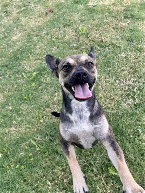 BEAR - German Shepherd Dog available for adoption